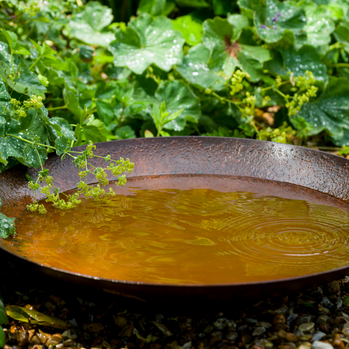 Corten Steel Curved Water Bowl | UK Made | 6 sizes